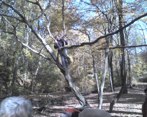 upatree.jpg